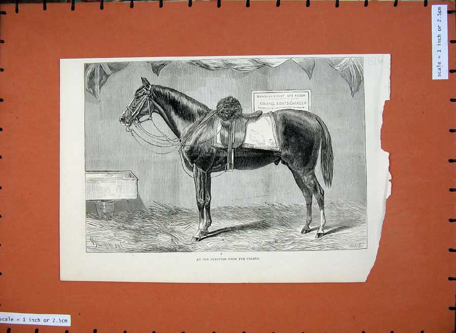 Original Old Antique Print 1875 War Horse Survivor Crimea Colonel Kent Charger