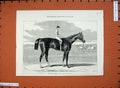 Original Old Antique Print 1875 Duke Parma Horse Winner Cesarewitch Sport 19th
