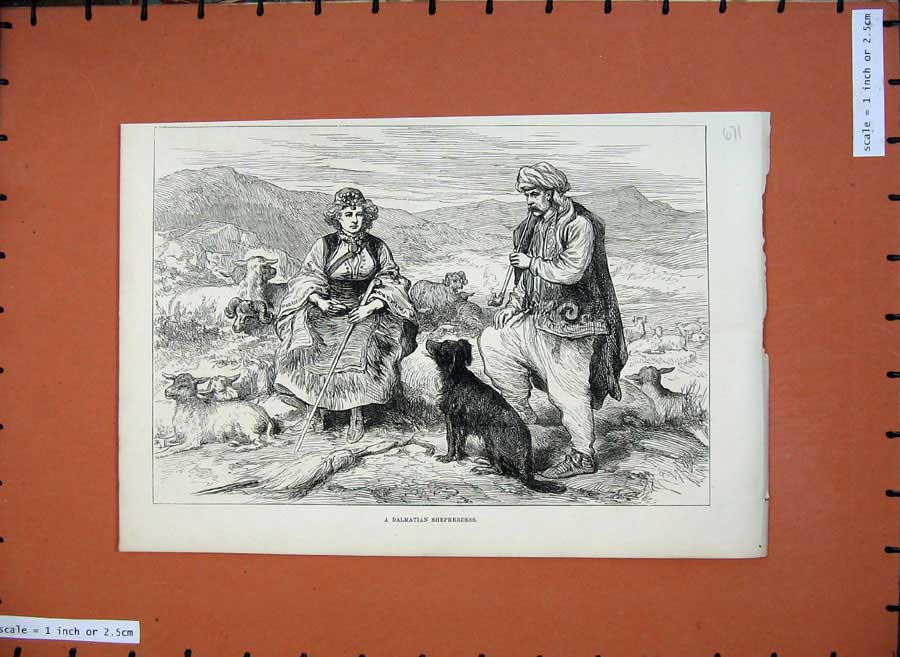 Original Old Antique Print 1875 Dalmatian Shepherdess Dog Sheep Man Victorian