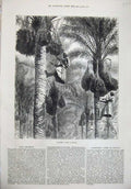 Original Old Antique Print 1876 Women Climbing Tree Gathering Dates Ceylon Art