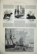Old Antique Print 1876 North Pole Esquimaux Dog Alert Ship Portsmouth Sea 19th