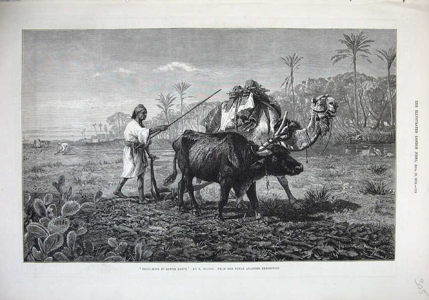 Old Antique Print 1876Fine Art Camel Cow Ploughing Field Man Egypt Beavis 19th
