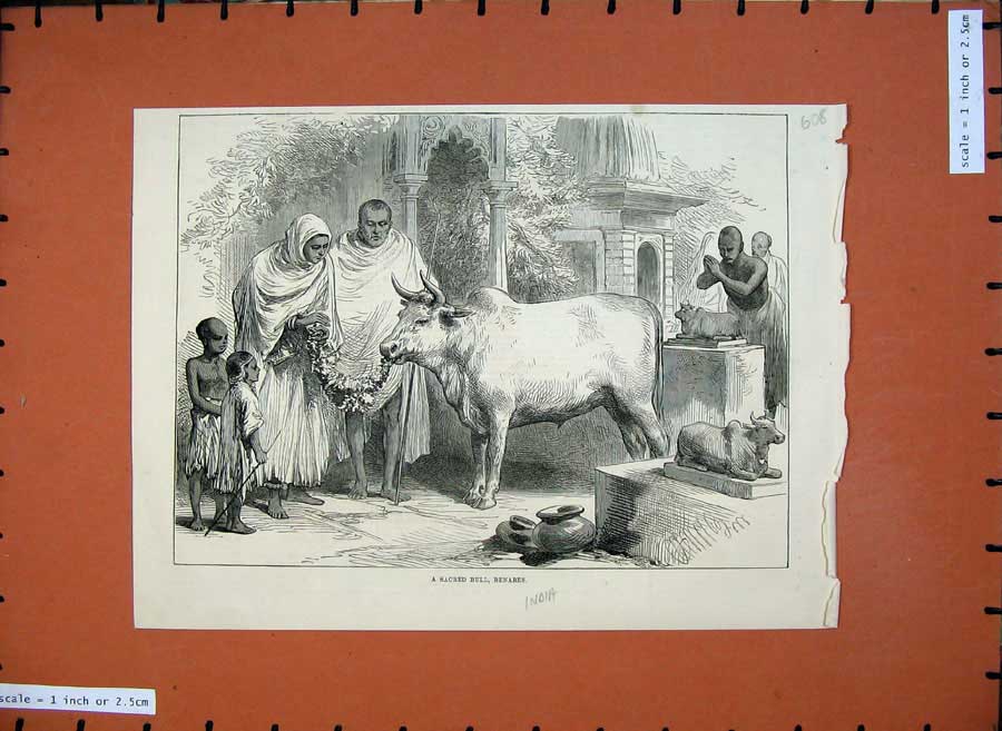 Old Antique Print 1876 India Sacred Bull Benares People Children Animals 19th