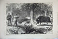 Original Old Antique Print 1877 Wild Bull Shooting Galapagos Islands Hunting