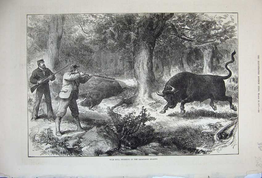 Original Old Antique Print 1877 Wild Bull Shooting Galapagos Islands Hunting