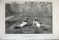 Original Old Antique Print 1877 Young School Boys Lying Garden Flame Dudley