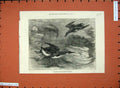 Original Old Antique Print 1877 Guillemots Brighton Aquarium Birds Nature 19th