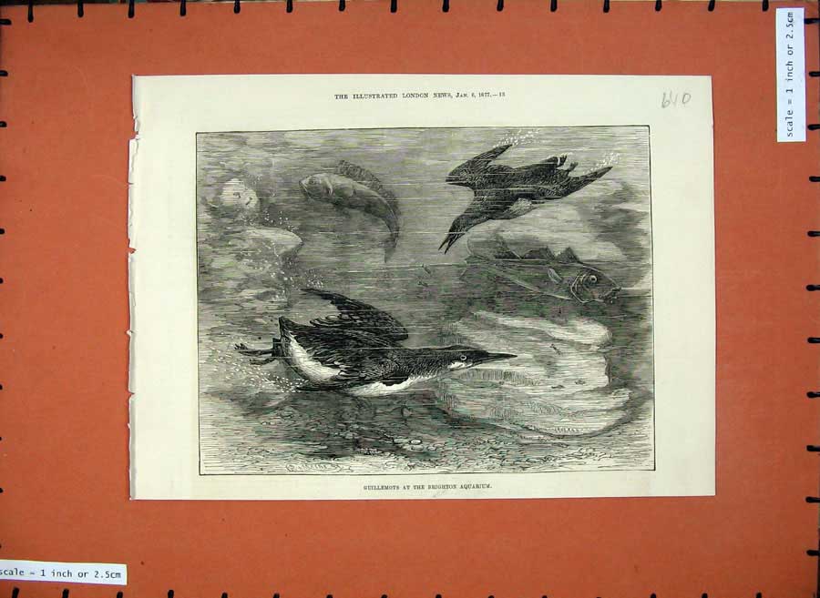 Original Old Antique Print 1877 Guillemots Brighton Aquarium Birds Nature 19th