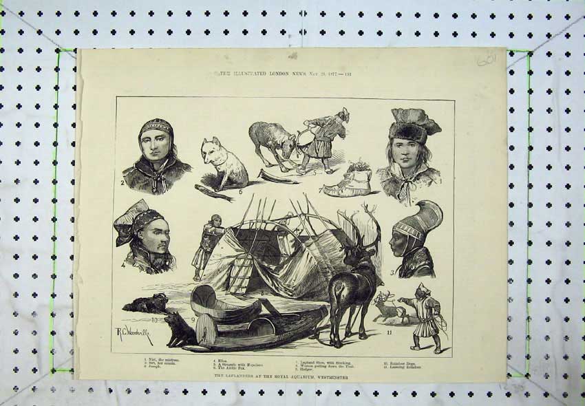 Old Antique Print 1877 Laplanders Royal Aquarium Westminster Arctic Fox 19th