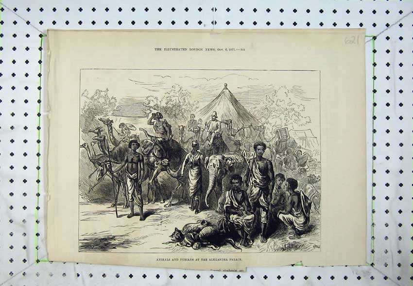 Old Antique Print 1877 Animals Nibians Alexandra Palace Camels Elephants 19th