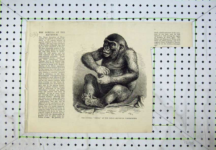 Original Old Antique Print 1877 Gorilla Pongo Royal Aquarium Westminster Ape