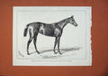 Original Old Antique Print 1878 Horse Pilgrimage Guineas Stakes Newmarket Sport