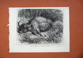 Old Antique Print 1878 Bison Shot Neilgherry Hills Madras Wild Animal Art 19th