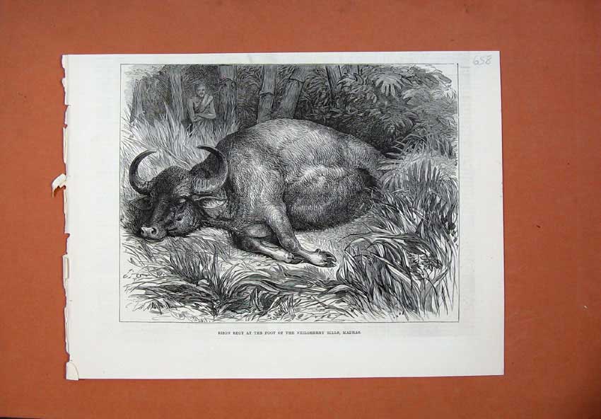 Old Antique Print 1878 Bison Shot Neilgherry Hills Madras Wild Animal Art 19th