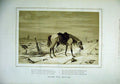 Original Old Antique Print 1879 Sepia Riderless Horse War Country Victorian