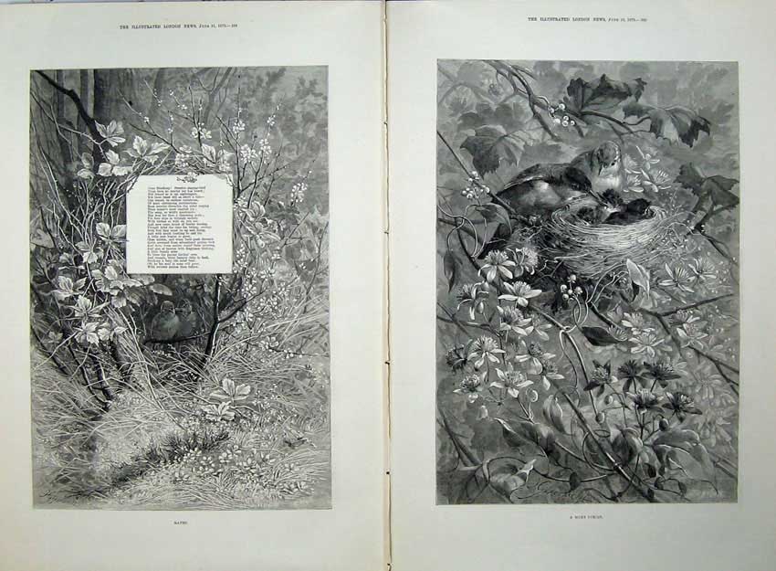 Old Antique Print 1879 Nature Singing Bird Trees Nest Country Song Words 19th