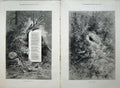 Old Antique Print 1879 Song Words Humming Bird Nature Nest Country Art 19th