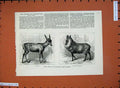 Old Antique Print 1879 Mule Deer Japanese Goat Antelope Zoological Garden 19th