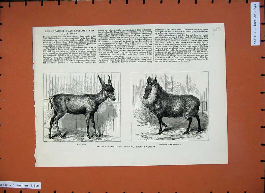 Old Antique Print 1879 Mule Deer Japanese Goat Antelope Zoological Garden 19th