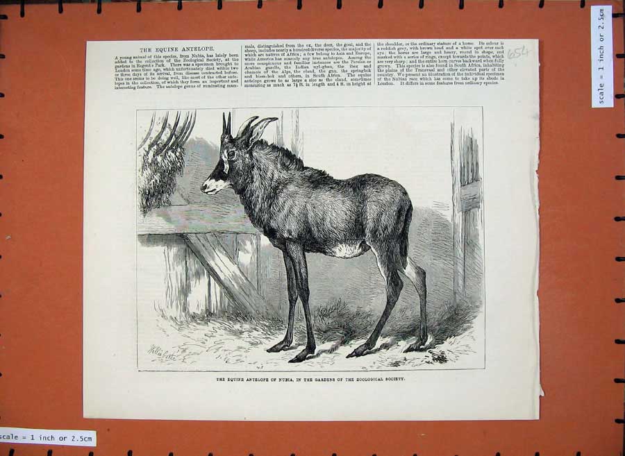 Old Antique Print 1879 Equine Antelope Nubia Zoological Society Gardens 19th