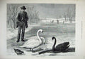 Old Antique Print 1879 Fine Art Winter Frozen Lake Swans Ice Skating Man 19th