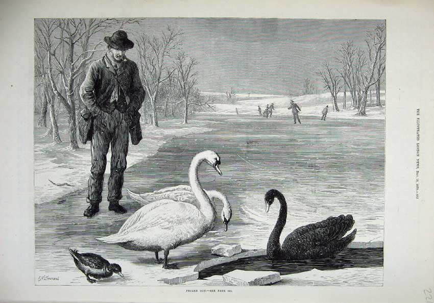 Old Antique Print 1879 Fine Art Winter Frozen Lake Swans Ice Skating Man 19th