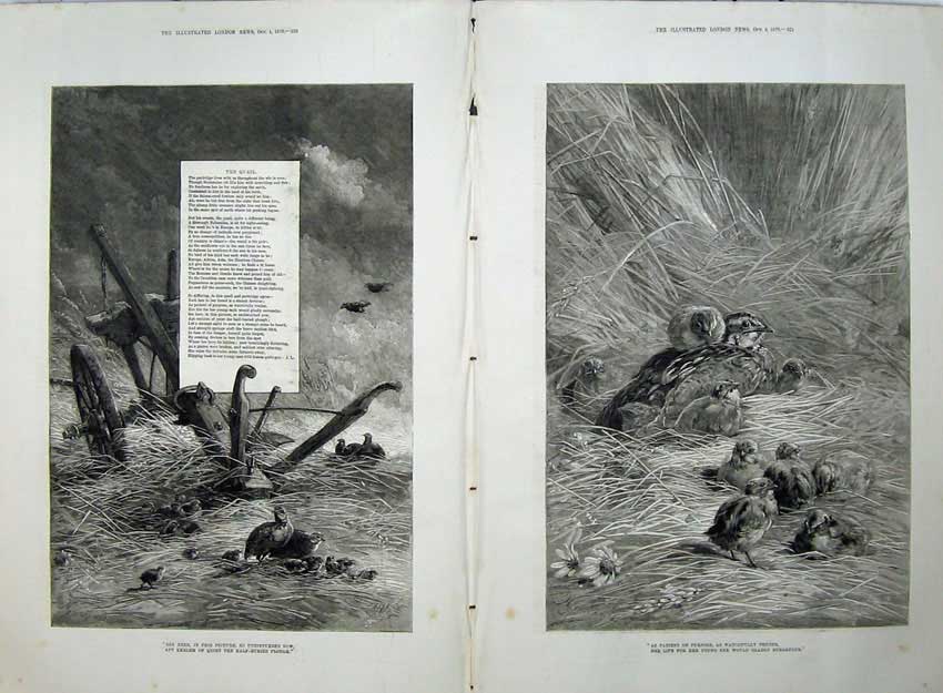 Original Old Antique Print Fine Art 1879 Nature Farm Plough Birds Nest Straw