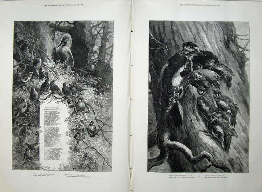 Original Old Antique Print Fine Art 1879 Nature Woodpeckers Tree Birds Nesting