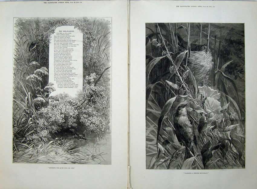 Original Old Antique Print 1879 Reed Warbler Birds Nesting Song Words Fine Art