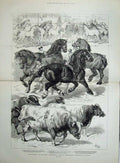 Antique Old Print 1879 Prize Animals Agricultural Show Kilburn Horses Cow 19th