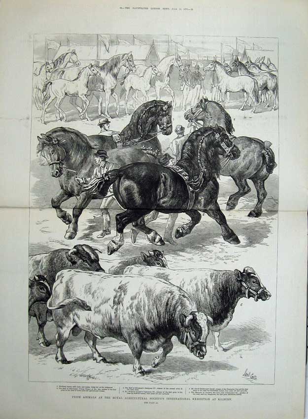 Antique Old Print 1879 Prize Animals Agricultural Show Kilburn Horses Cow 19th