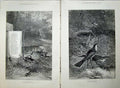 Old Antique Print Nature 1880 Birds Wagtails Eggs Nests Trees Poem Art 19th