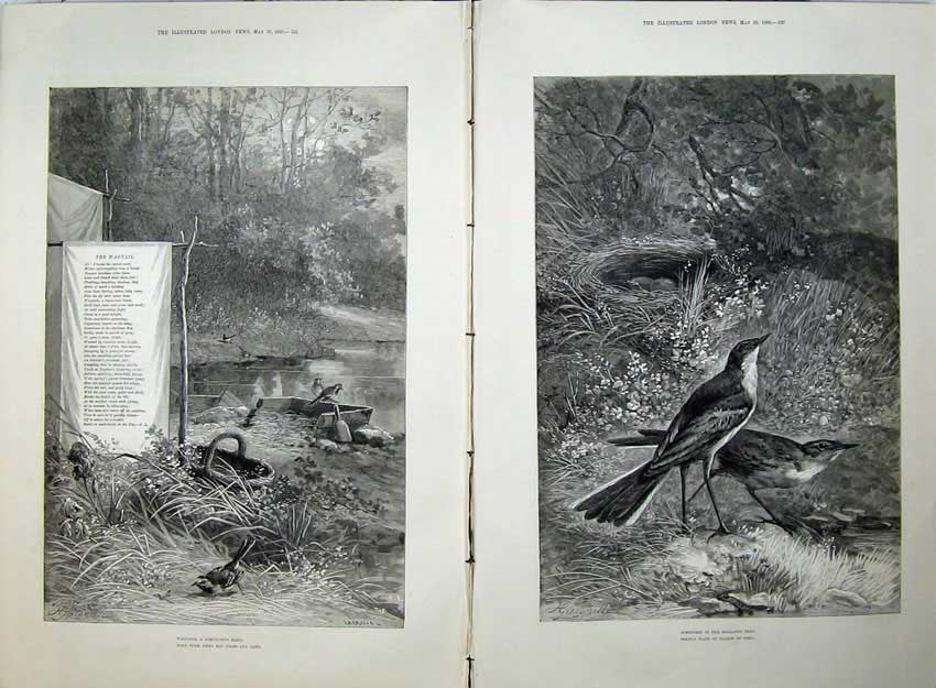 Old Antique Print Nature 1880 Birds Wagtails Eggs Nests Trees Poem Art 19th