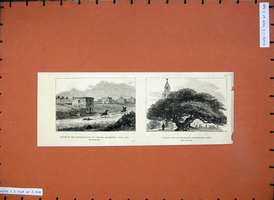Old Antique Print 1880 Assassination Colonel Koumerow Yew Tree Buckland 19th
