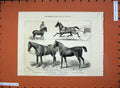 Old Antique Print Horse Show 1880 Blyth Toby Lizzie Kendall Jarge Pharaoh 19th