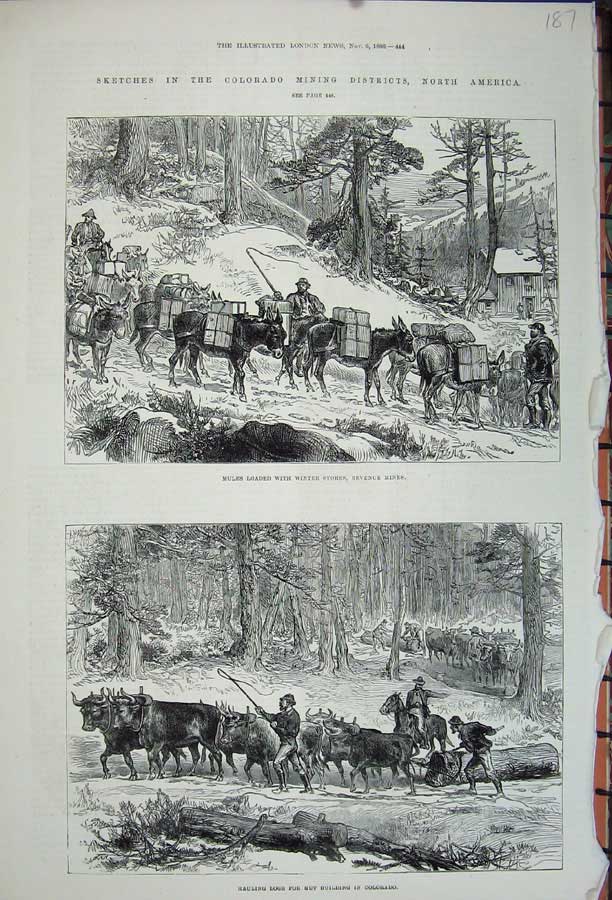 Old Antique Print 1880 Colorado Mining America Mules Hauling Logs Cattle 19th