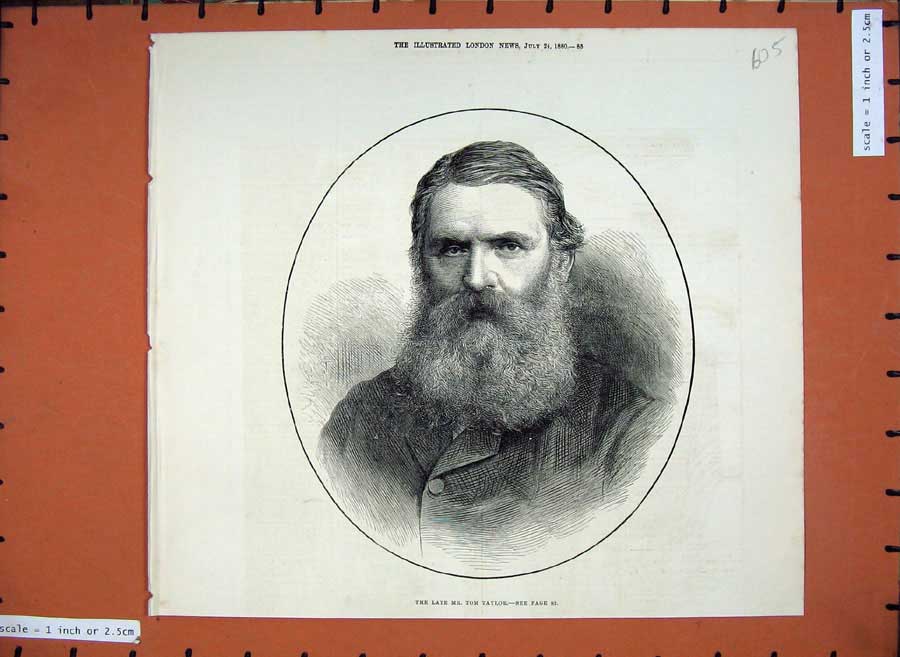 Original Old Antique Print 1880 Portrait Mr Tom Taylor Man Beard 19th