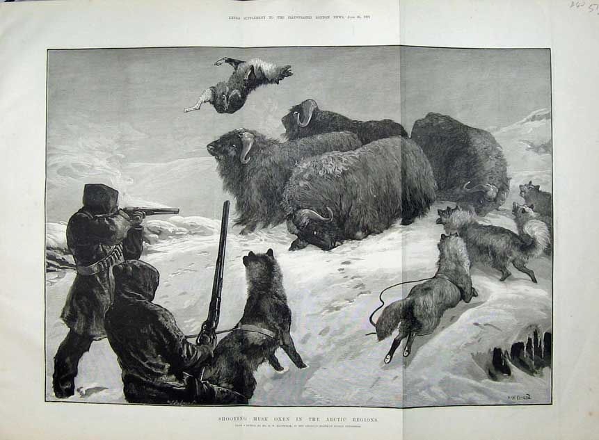 Old Antique Print 1881 Shooting Musk Oxen Arctic Regions Dogs Snow Art 19th
