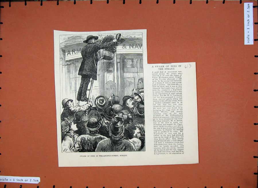 Old Antique Print 1881 Scene Swarm Bees Wellington Street Strand London 19th