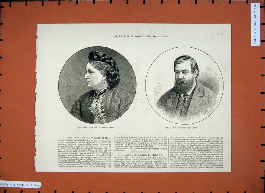 Original Old Antique Print 1881 Duchess Westminster Frank Buckland Portrait