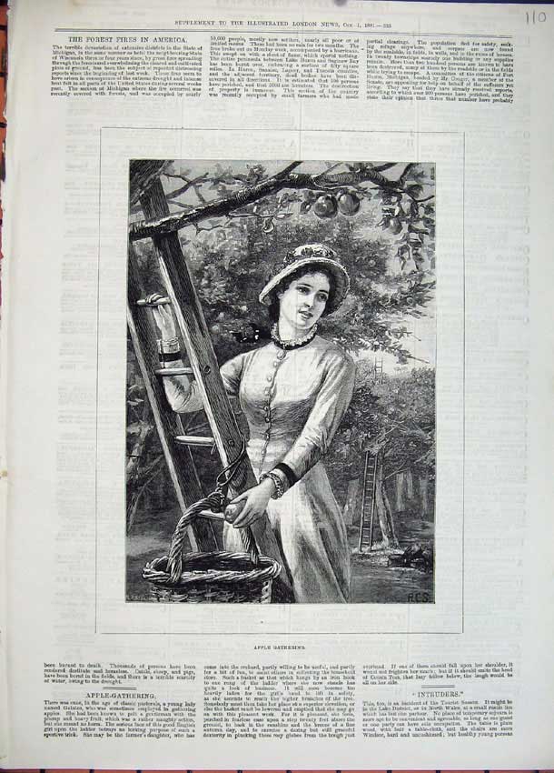 Old Antique Print 1881 Beautiful Woman Gathering Apples Tree Basket Art 19th