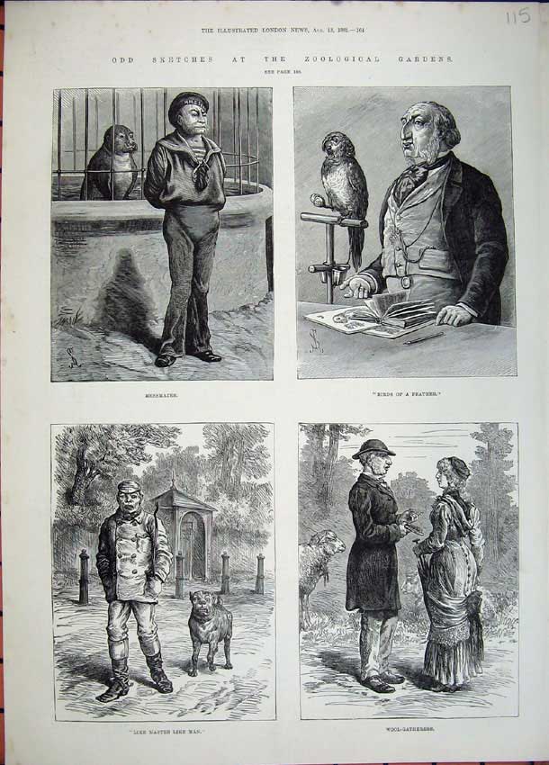 Original Old Antique Print 1881 Zoological Gardens Seal Birds Sheep Dogs Parrot