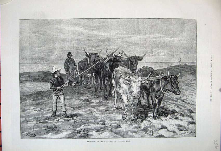 Original Old Antique Print 1881 Ploughing Sussex Downs Cattle Farming Fine Art