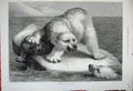 Original Old Antique Print 1881 Fine Art Polar Bear Dead Seal Ice Berg Animals