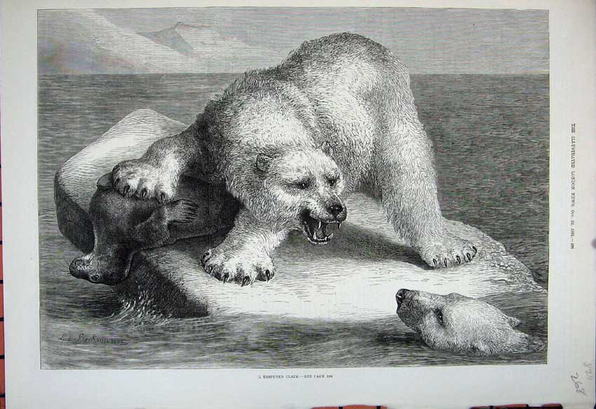 Original Old Antique Print 1881 Fine Art Polar Bear Dead Seal Ice Berg Animals