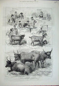 Original Old Antique Print 1881 Dairy Show Cattle Goat Milk Men Animals 19th