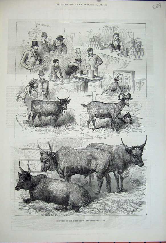 Original Old Antique Print 1881 Dairy Show Cattle Goat Milk Men Animals 19th