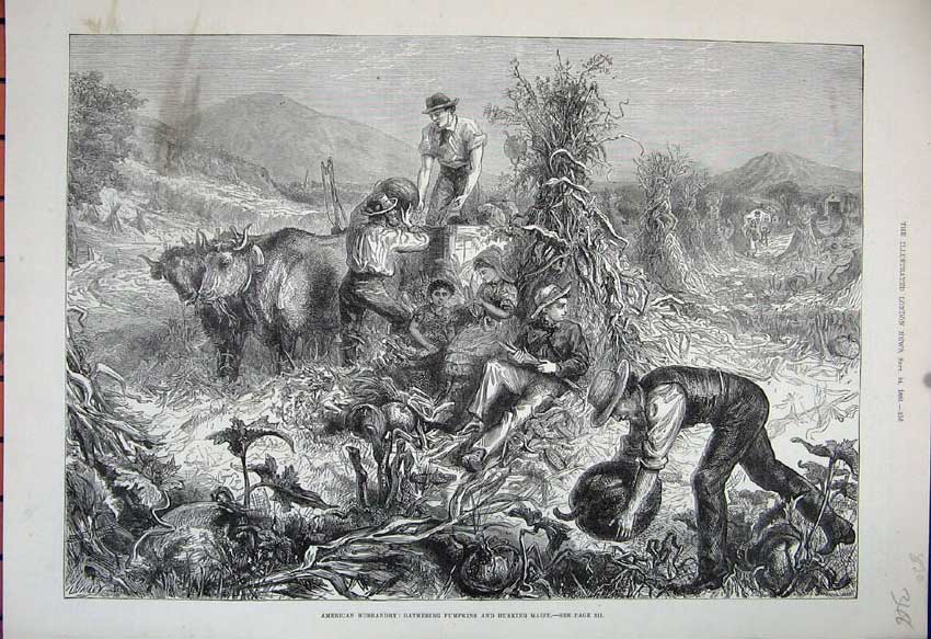 Original Old Antique Print 1881 America Gathering Pumpkins Husking Maize Cattle
