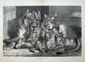 Old Antique Print 1881 Carter Fine Art Lioness Cubs Lion Animals Nature 19th