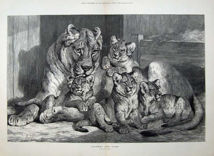 Old Antique Print 1881 Carter Fine Art Lioness Cubs Lion Animals Nature 19th